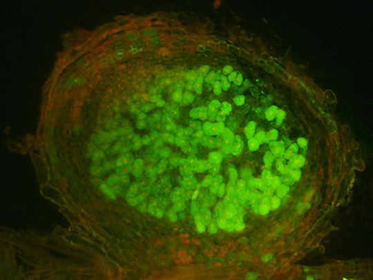 Comprendre l’évolution vers la symbiose depuis un laboratoire