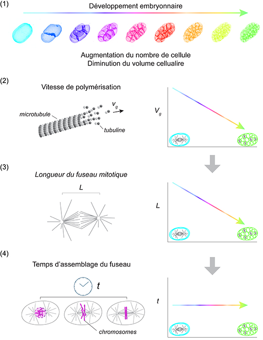 Les microtubules « sentent » le volume cellulaire