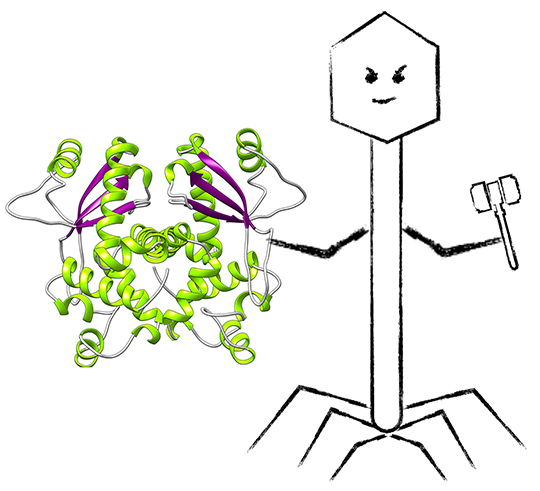 La revanche des bactériophages sur CRISPR-Cas9