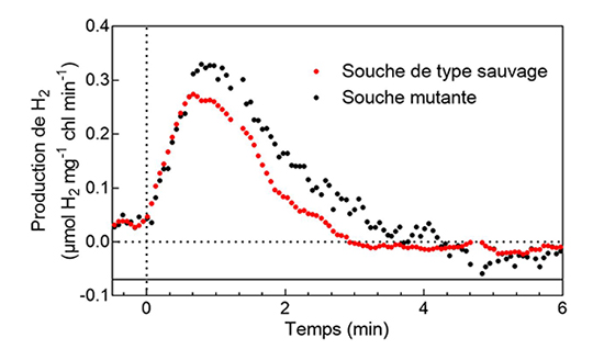 Photo-production d’hydrogène: un concurrent plutôt inattendu