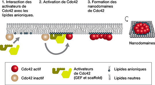 Le réglage de la boussole cellulaire