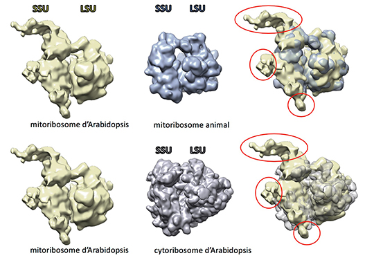 La petite sous-unité est plus grande que la grande dans le mitoribosome d’Arabidopsis !