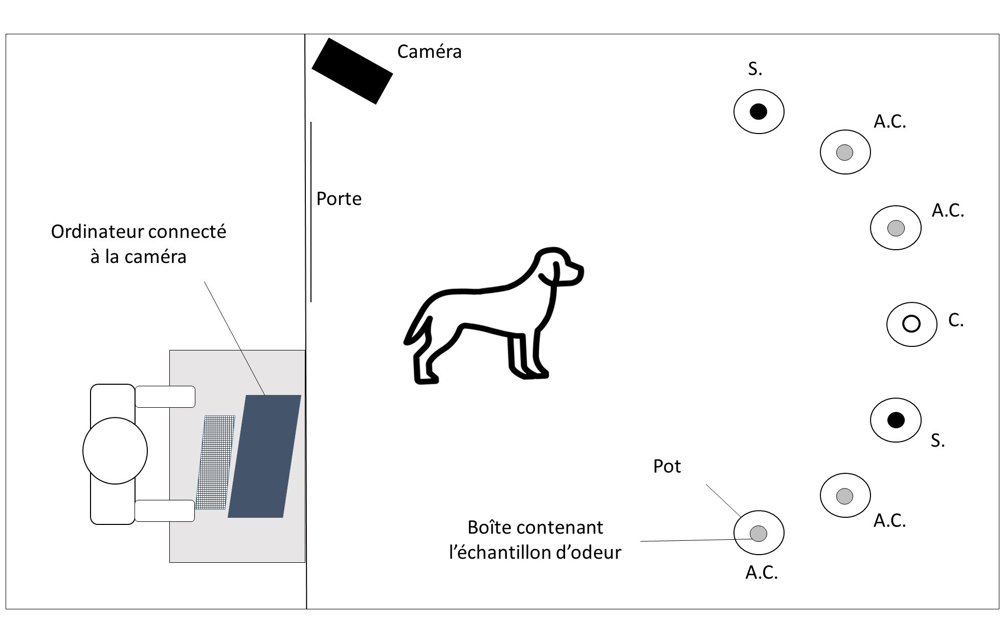 Des chiens entraînés révèlent que les crises d’épilepsie sont associées à une odeur spécifique