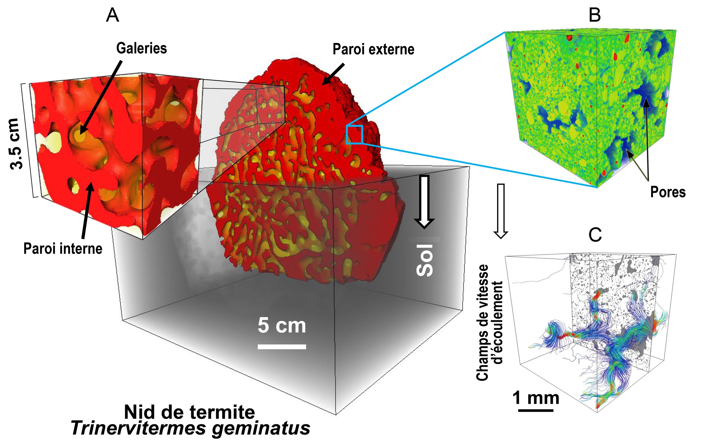 Des réseaux de micro-pores contrôlent la ventilation et régulent la température des termitières