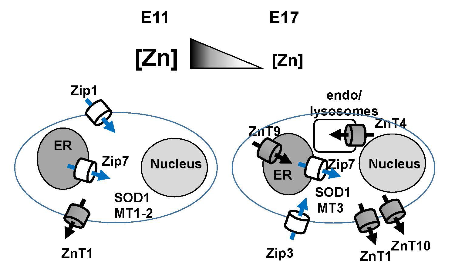 Stockage et accumulation du zinc lors de la formation du cortex cérébral