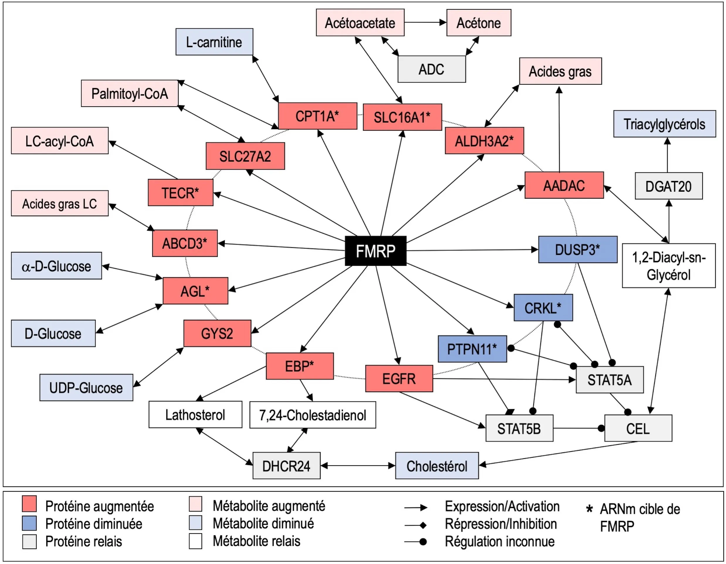 Des effets secondaires inattendus dans le Syndrome de l’X Fragile