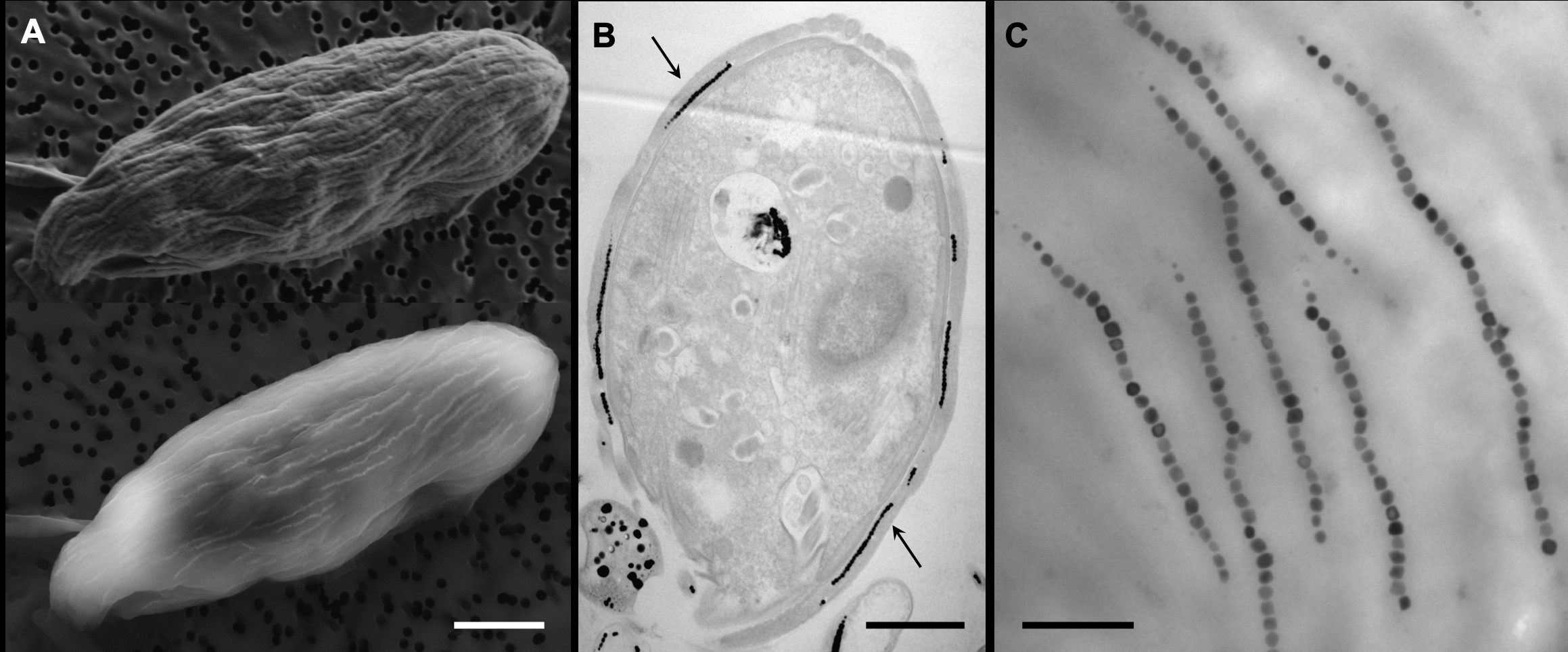 Des bactéries symbiotiques à l’origine de la magnétoréception chez un micro-eucaryote