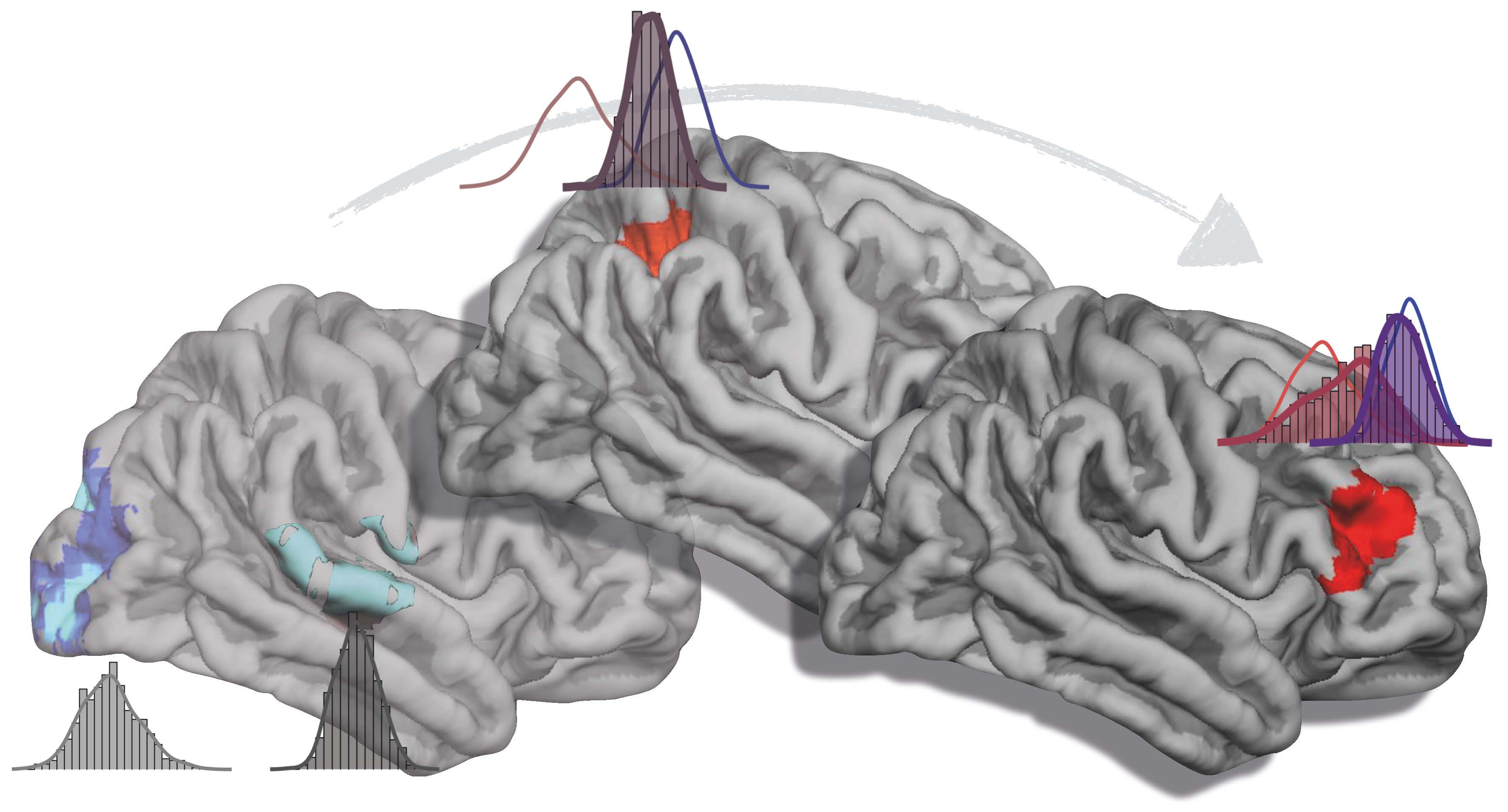 Comment le cerveau combine les stimuli sensoriels
