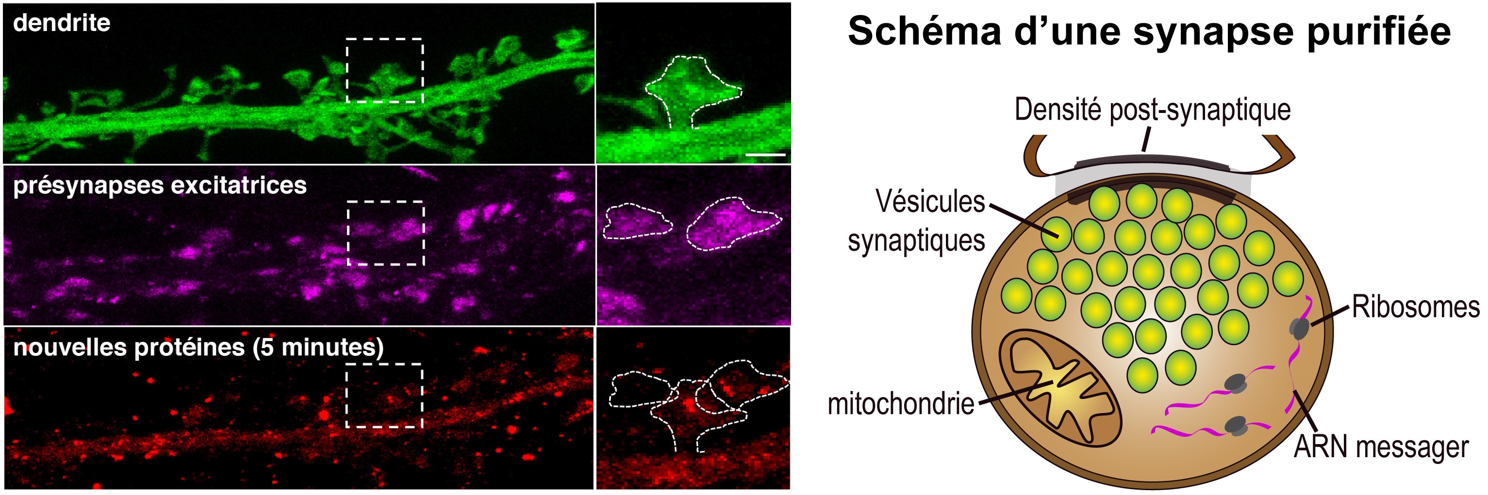 La synthèse de protéines localisée aux synapses soutient notre mémoire