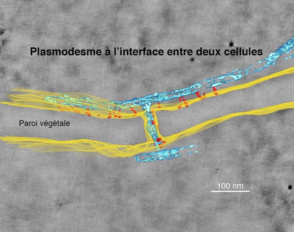 Comment les plantes contrôlent-elles le transport des nutriments ?