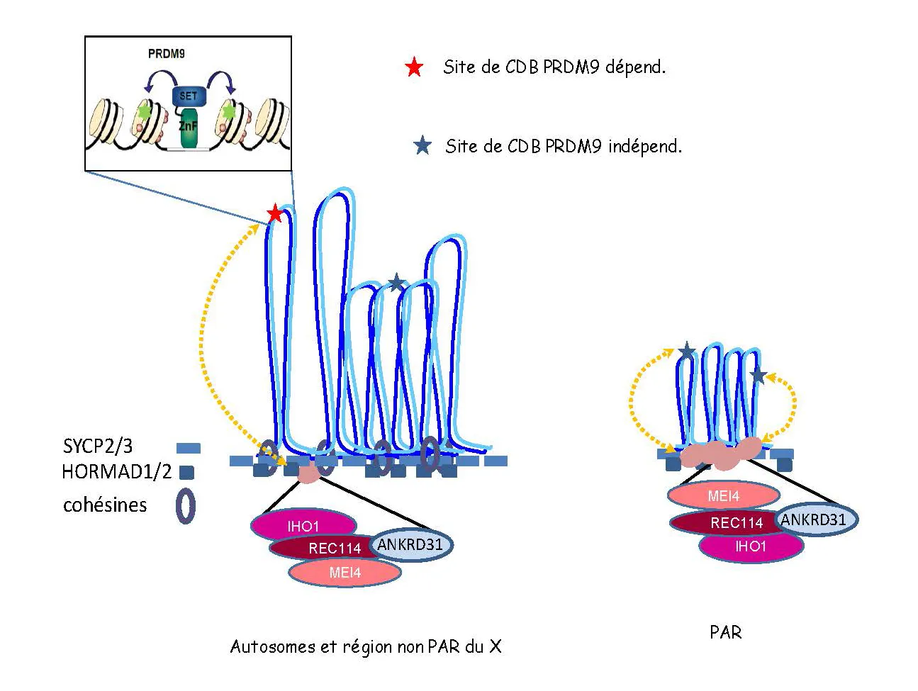 Recombinaison homologue entre les chromosomes X et Y en méiose