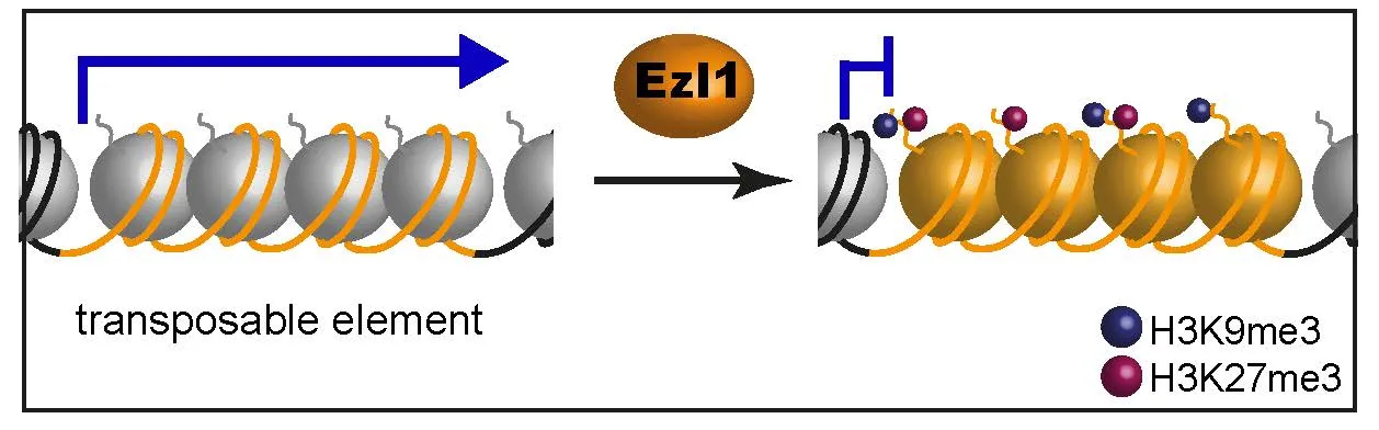 Une enzyme pas comme les autres fait taire les séquences répétées du génome