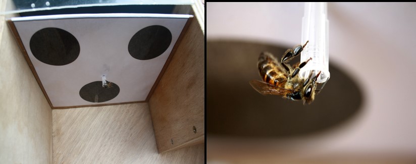 L’abeille et les nombres absolus
