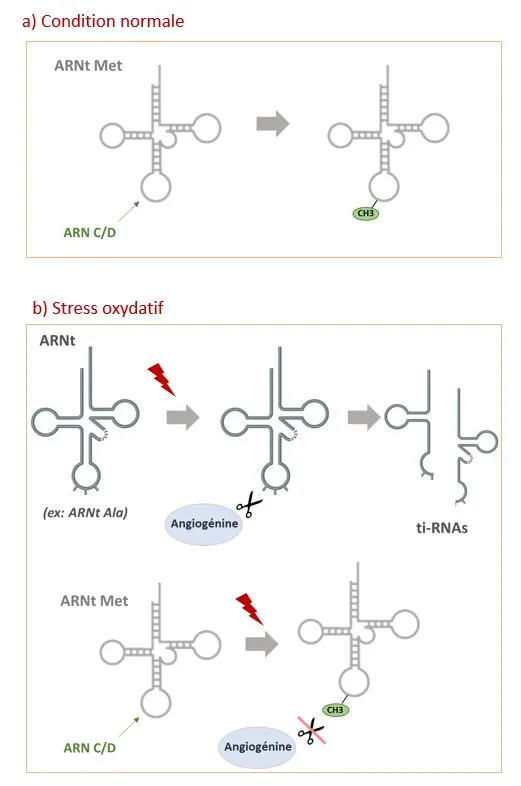 Des ARN C/D protègent l’ARNt-méthionine du clivage par l’angiogénine