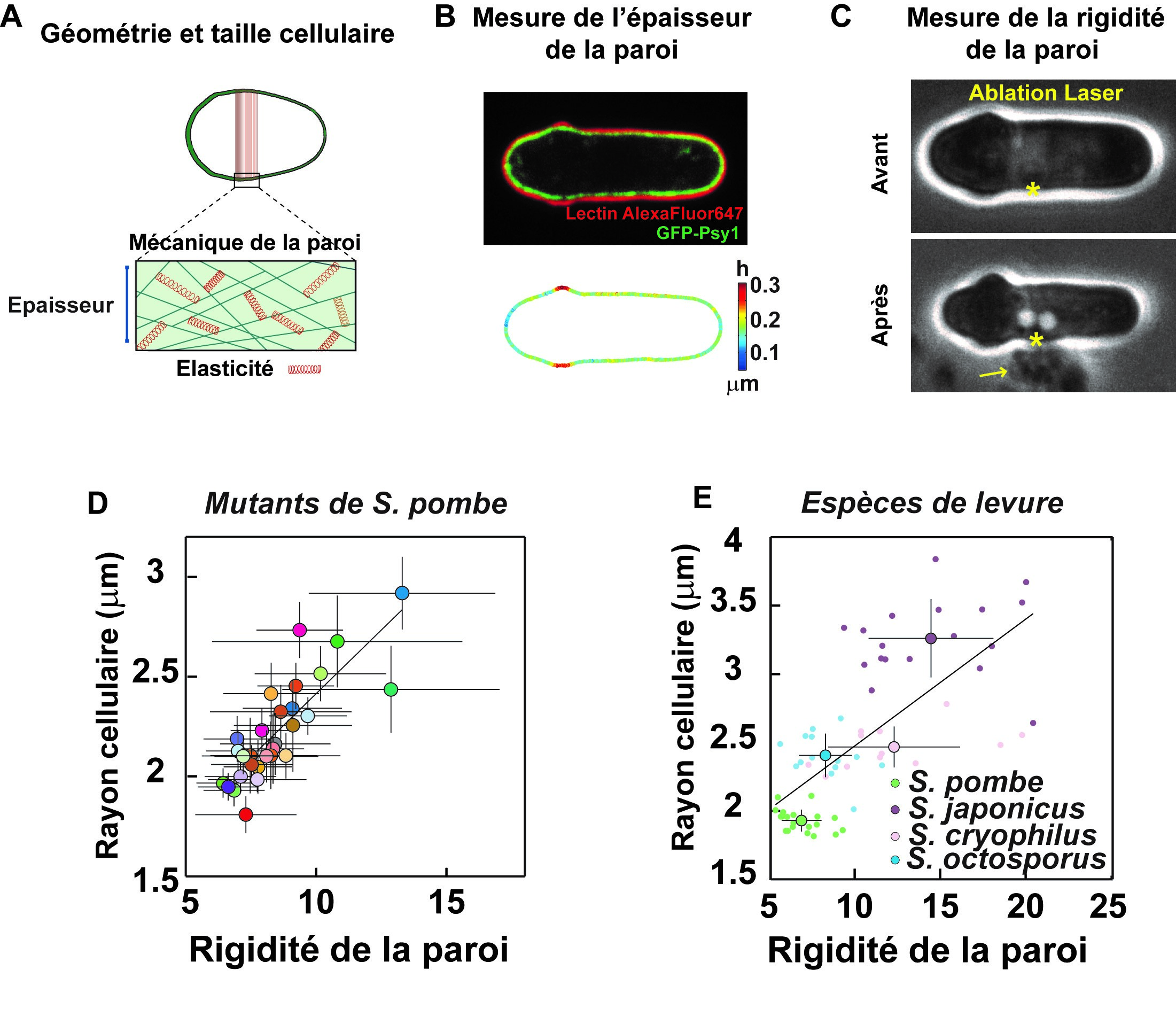 Pour la taille d’une cellule, c’est la rigidité de l’enveloppe qui compte