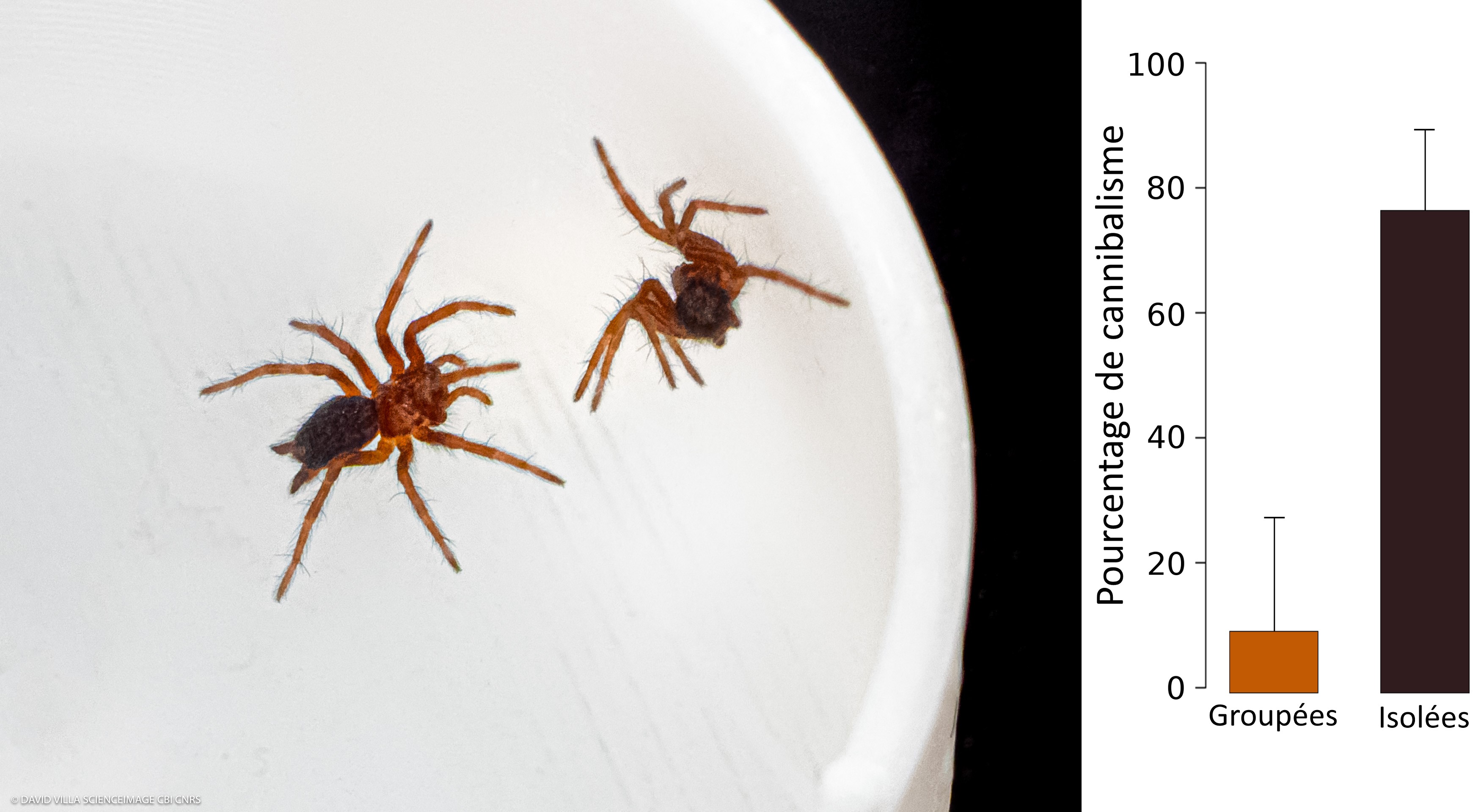 Le cannibalisme des araignées: une conséquence de l'isolement social