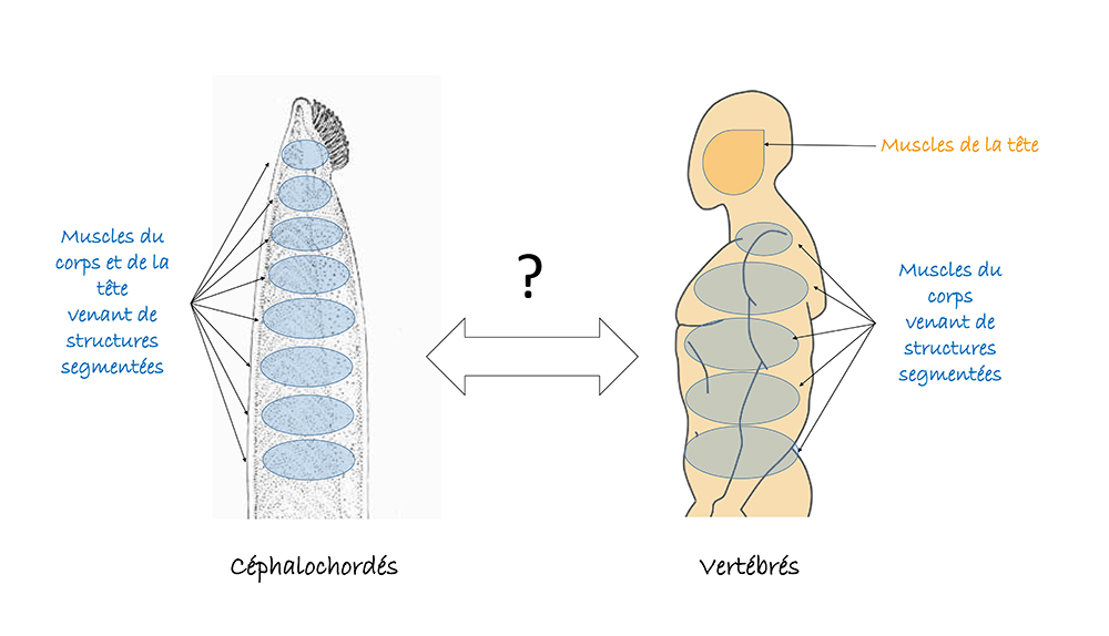 Les muscles de la tête: nouveauté ou caractère ancestral ?