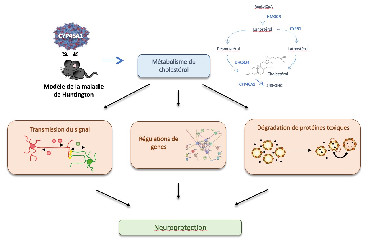 Réguler le métabolisme du cholestérol protège les neurones
