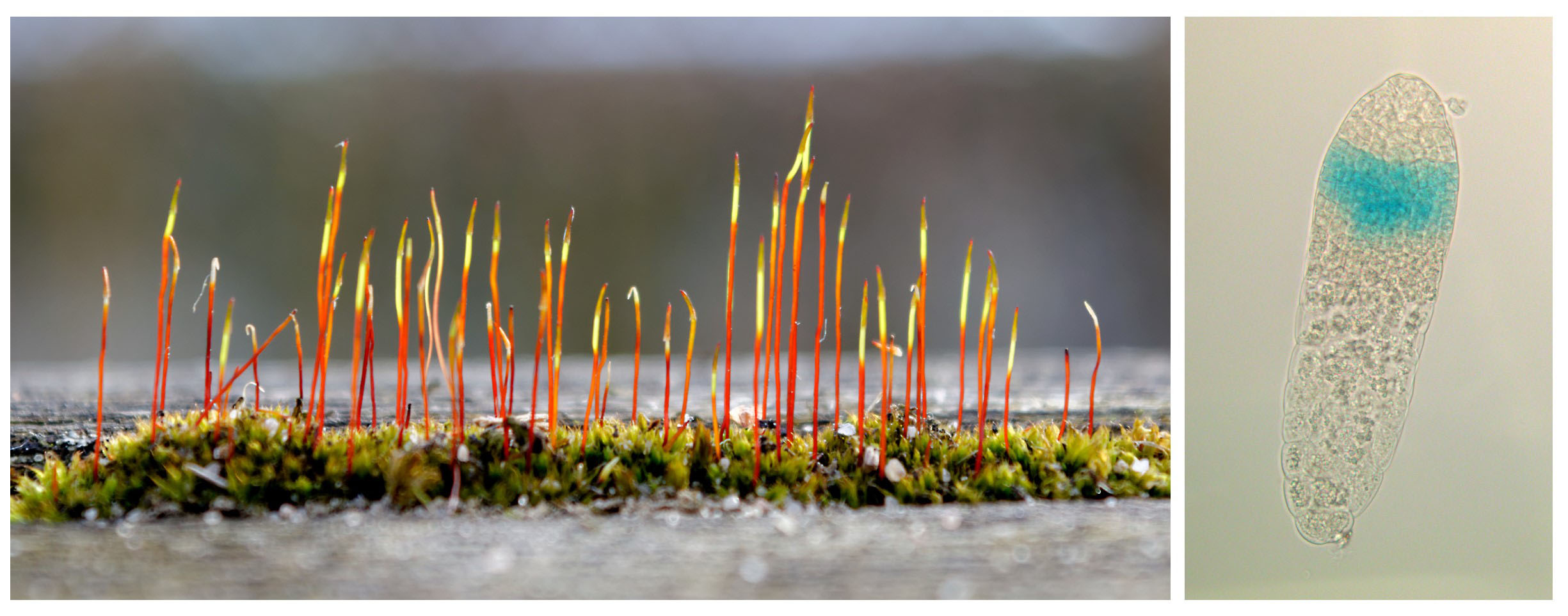 A l’origine de la croissance indéfinie des plantes