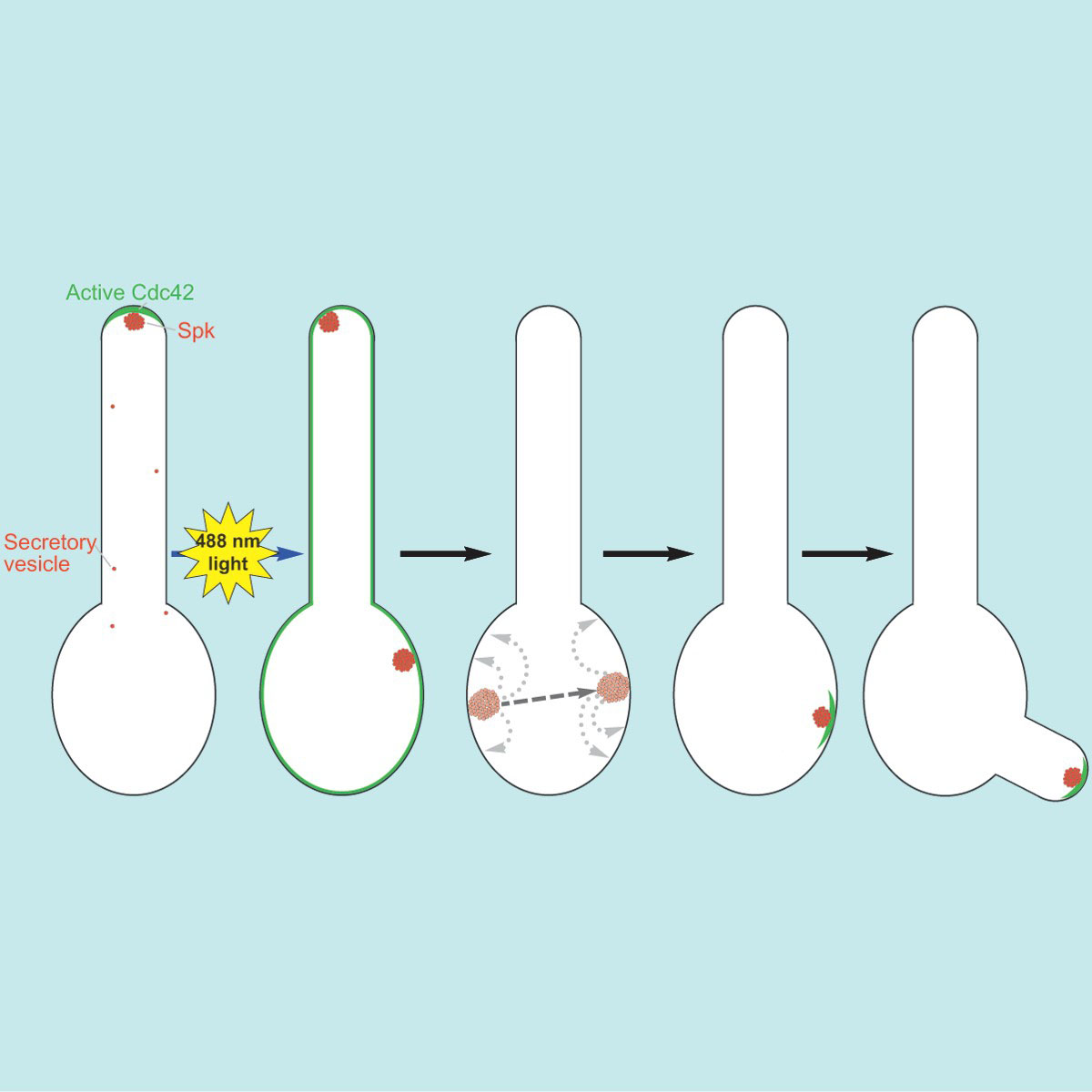 Réinitialiser la polarité cellulaire sous l’effet de la lumière