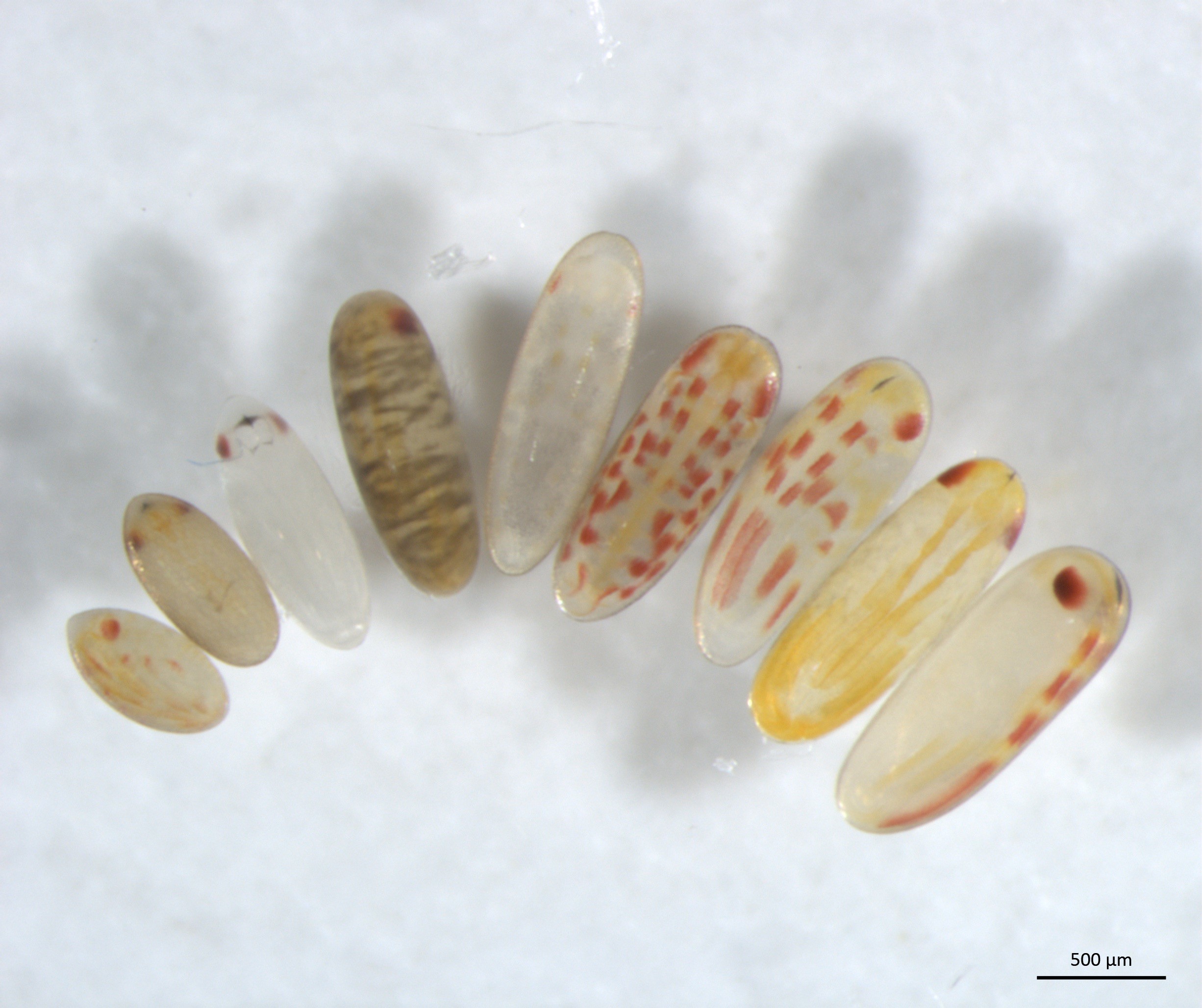 Les embryons multicolores des araignées d'eau