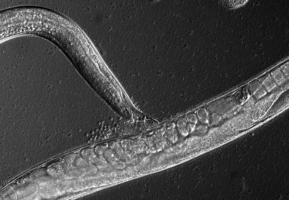 Mécanismes génétiques régulant la taille des spermatozoïdes chez le nématode