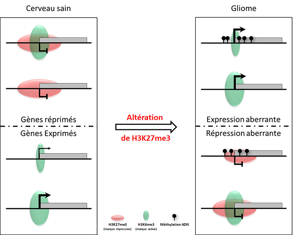 Défauts d’expression des gènes dans les cancers: la méthylation de l’ADN n’est que la pointe de l’iceberg