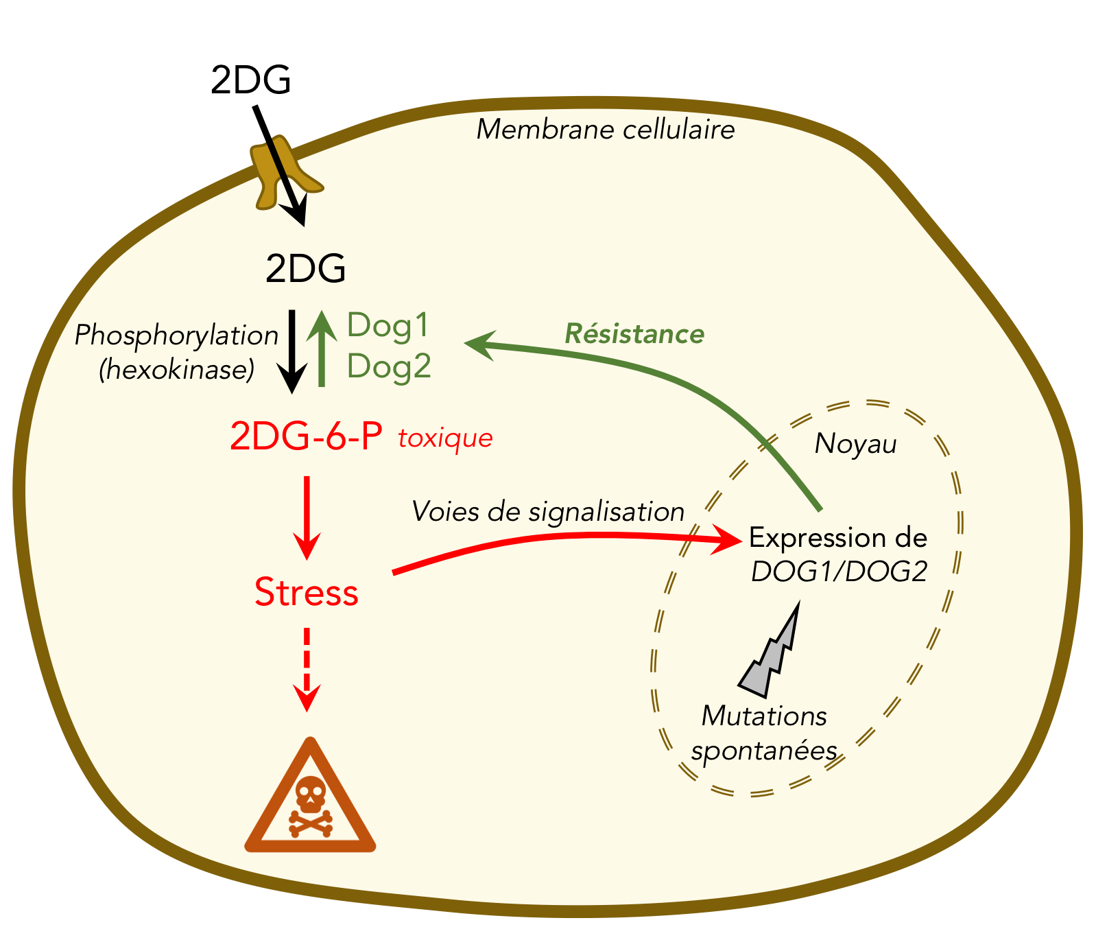 Une stratégie de résistance à un inhibiteur métabolique découverte grâce à la levure
