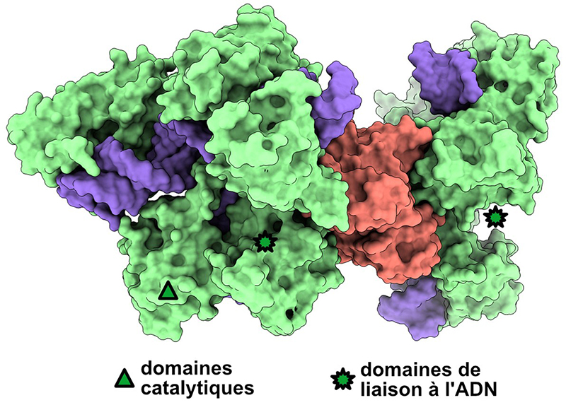 L'inhibiteur inhibé: un mécanisme inédit pour CRISPR-Cas9