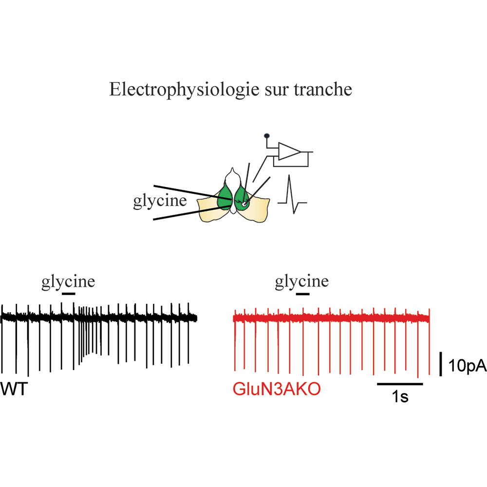 Rôle de la glycine excitatrice dans le contrôle de l'adaptation émotionnelle à l'environnement
