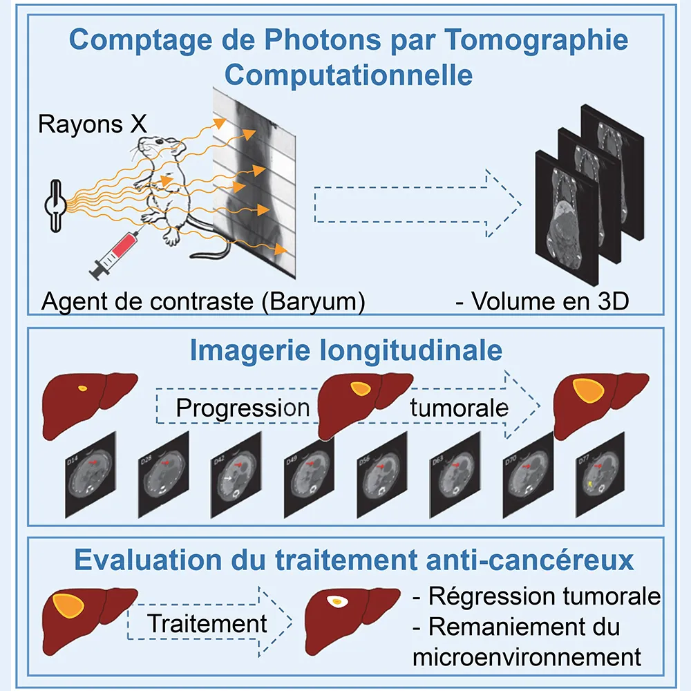 Du boson de Higgs à un traitement contre le cancer