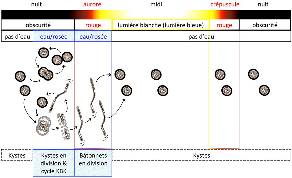 Lumière sur le cycle cellulaire de la bactérie du désert Ramlibacter tataouinensis