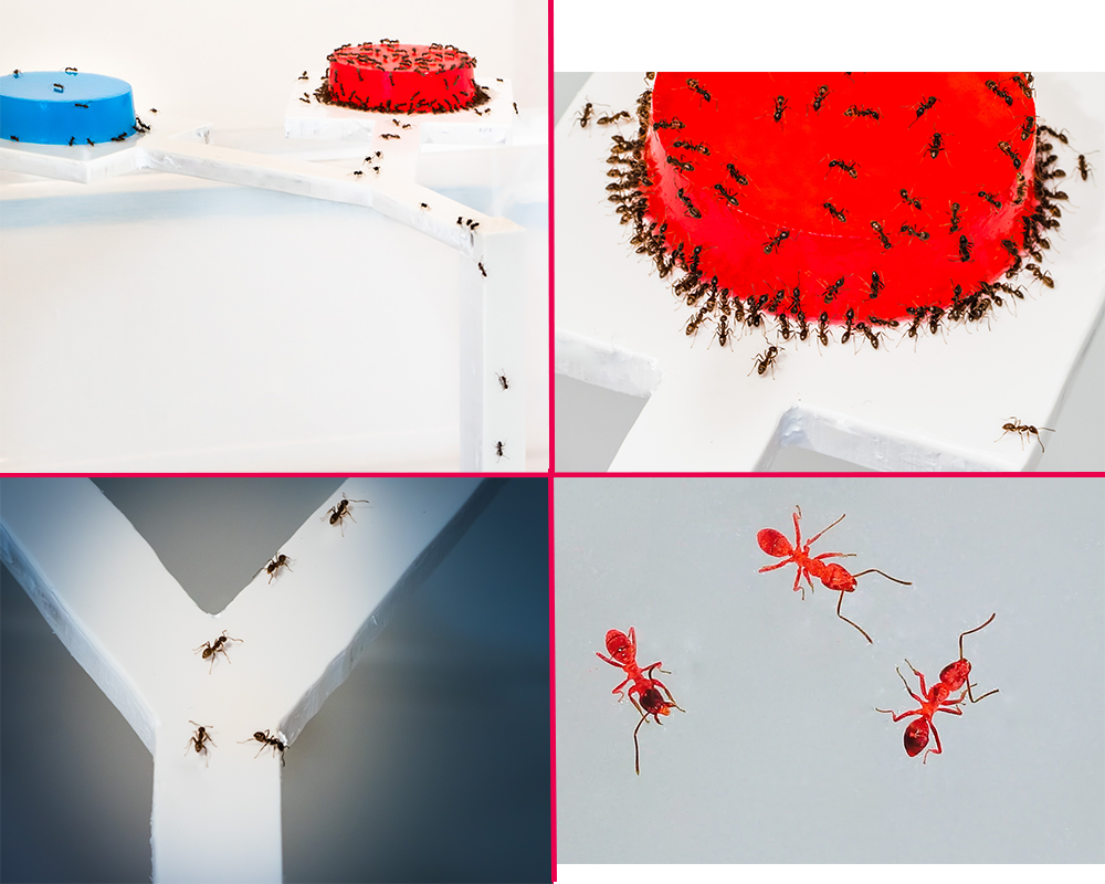 Une intelligence collective face aux défis nutritionnels chez les fourmis