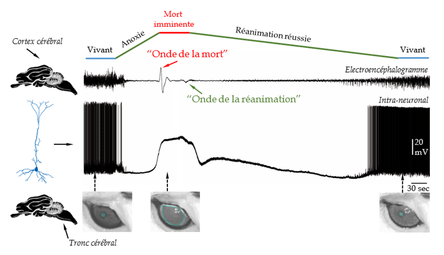 Les ondes de la mort et de la réanimation dévoilées