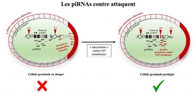 Les piARNs contre attaquent