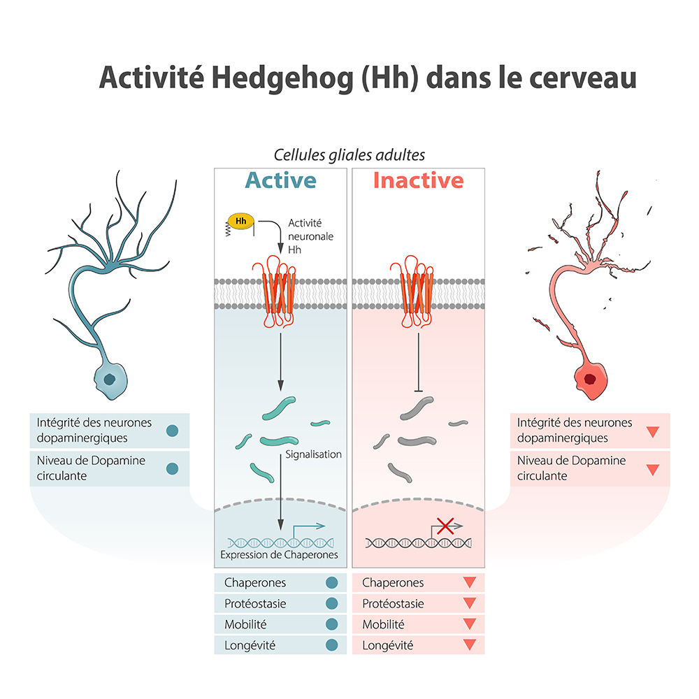Hedgehog: une molécule impliquée dans le contrôle de la durée de vie