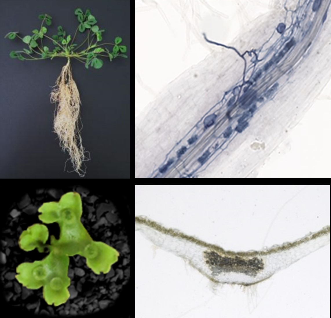 Symbioses végétales intracellulaires: une origine commune repose sur trois gènes