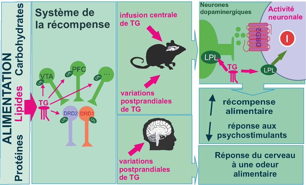 Les triglycérides contrôlent les neurones du « circuit de la récompense »