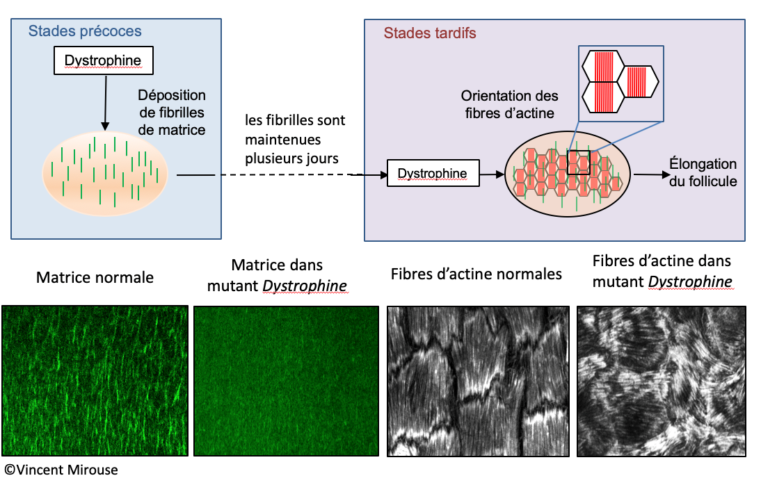 Myopathie de Duchenne: des fonctions inattendues pour la dystrophine