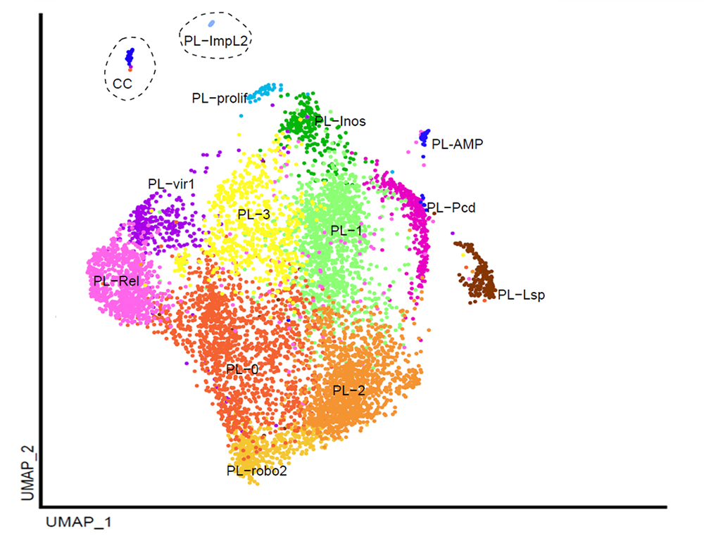 Treize populations de macrophages révélées par analyse sur cellule unique chez la drosophile