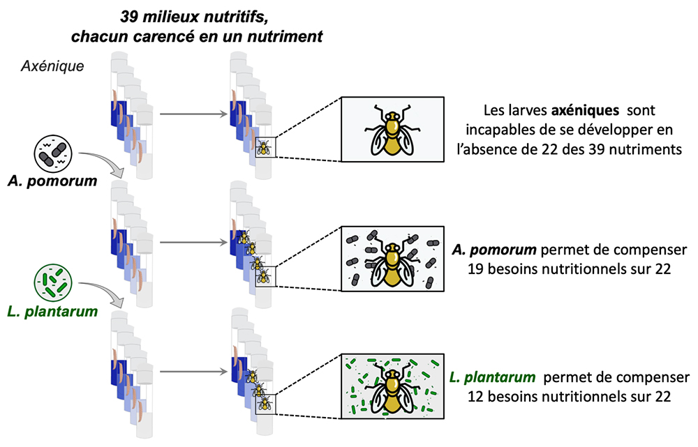 Le microbiote intestinal est le « couteau suisse » de la nutrition chez la drosophile
