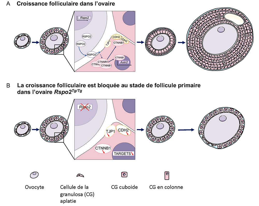 R-spondin2, un facteur essentiel au fonctionnement de l’ovaire et à la fertilité