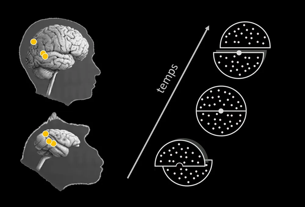 Le mouvement 3D vu par le cerveau: des similitudes entre l’Homme et le singe