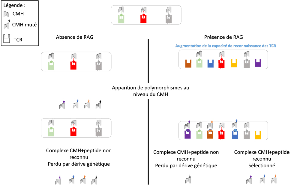 RAG: le transposon qui a révolutionné le système immunitaire