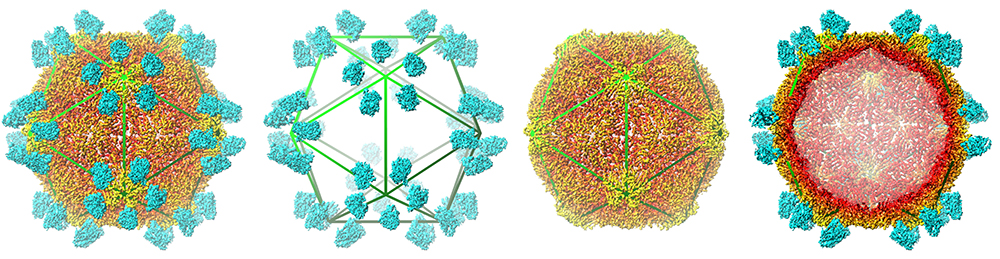 Voici comment un Nanobody neutralise un virus de plante !