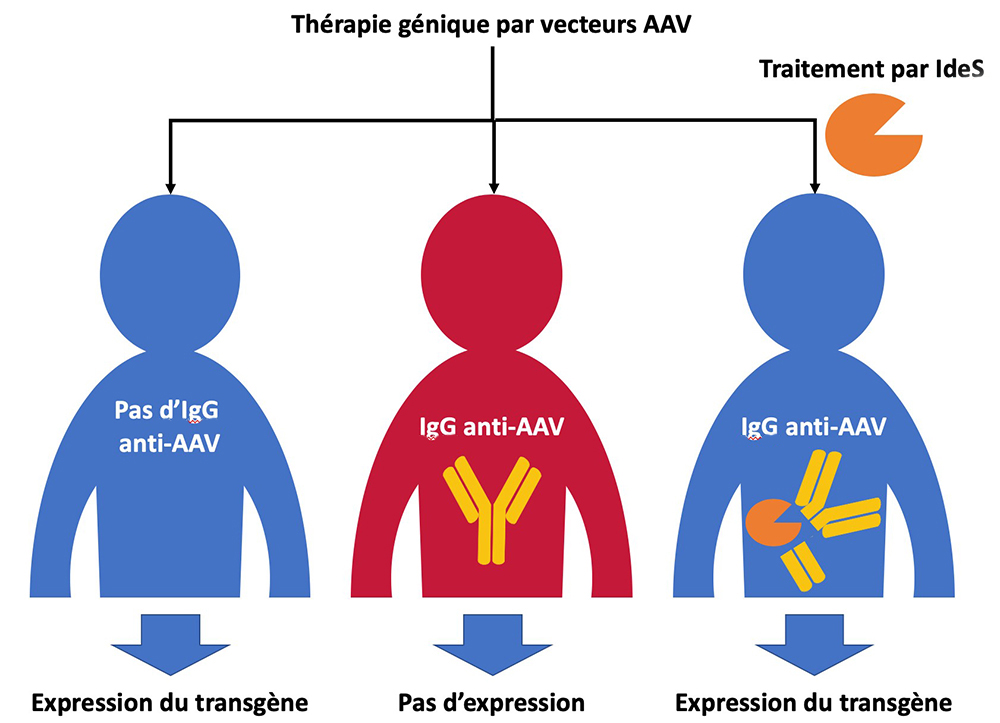 Nouvelles avancées pour la thérapie génique par le vecteur viral AAV