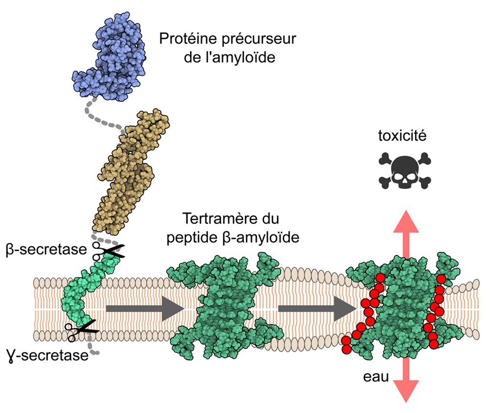 Un possible mécanisme de toxicité dans la maladie d’Alzheimer révélé par la structure d’oligomères du peptide β-a
