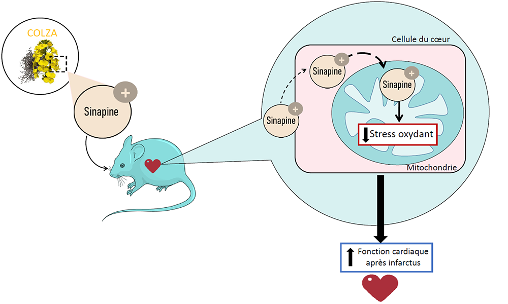 Découverte du premier antioxydant naturel capable de cibler les mitochondries