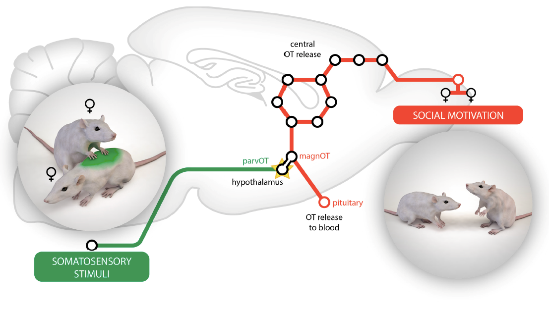 Comment le toucher favorise les interactions sociales grâce à une hormone