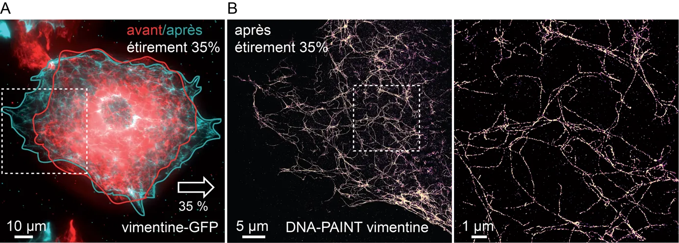 La mécano-biologie décryptée par microscopie de super-résolution